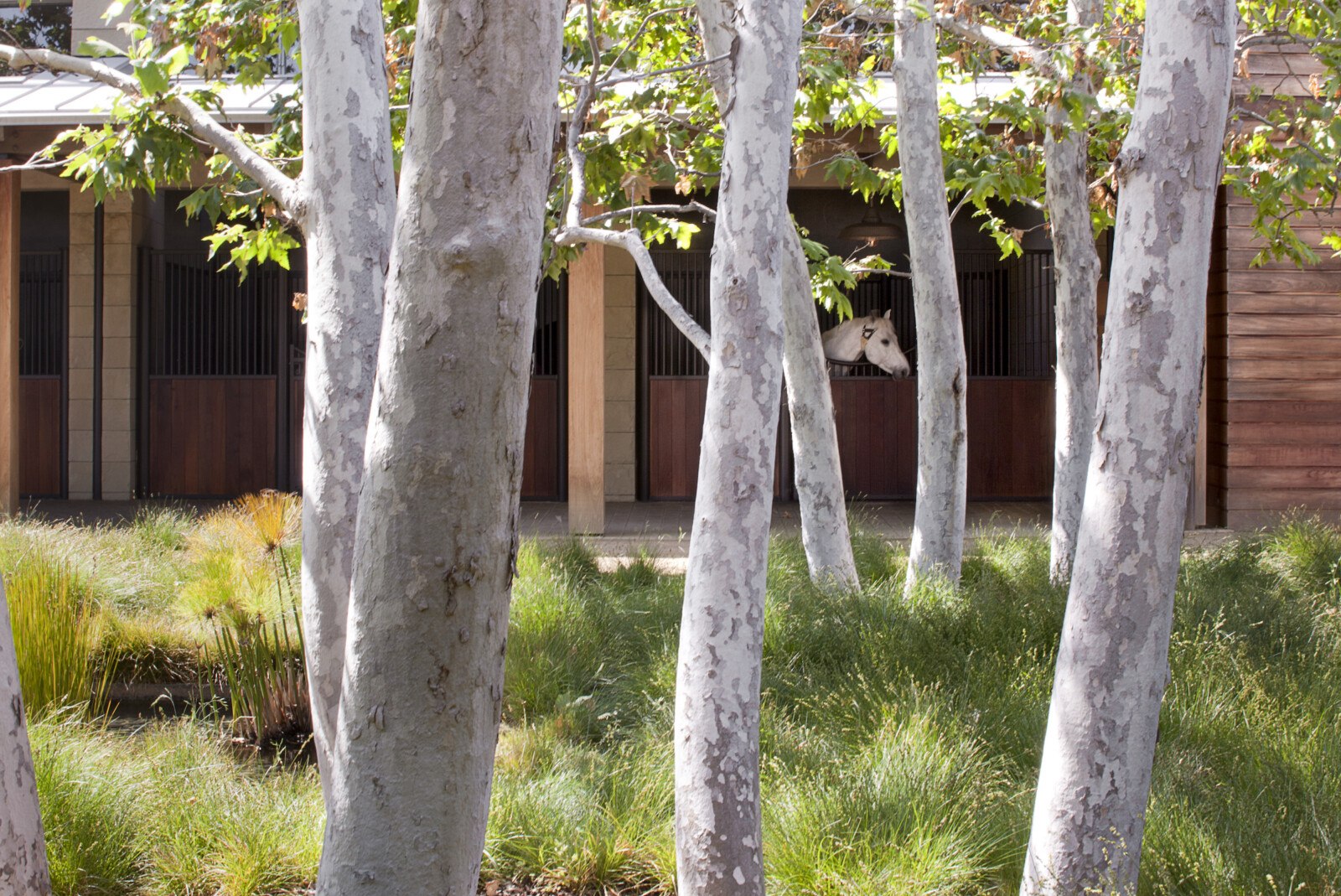 Trees in front of horse stables